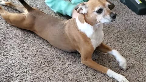 Adorable pup waits for girl to crawl with him