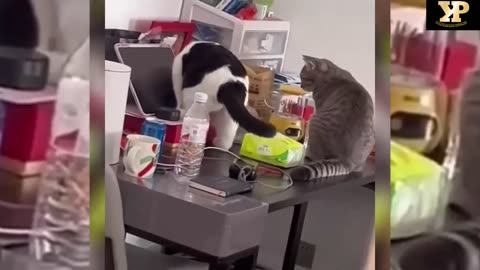 FUNNY CAT VIDEO