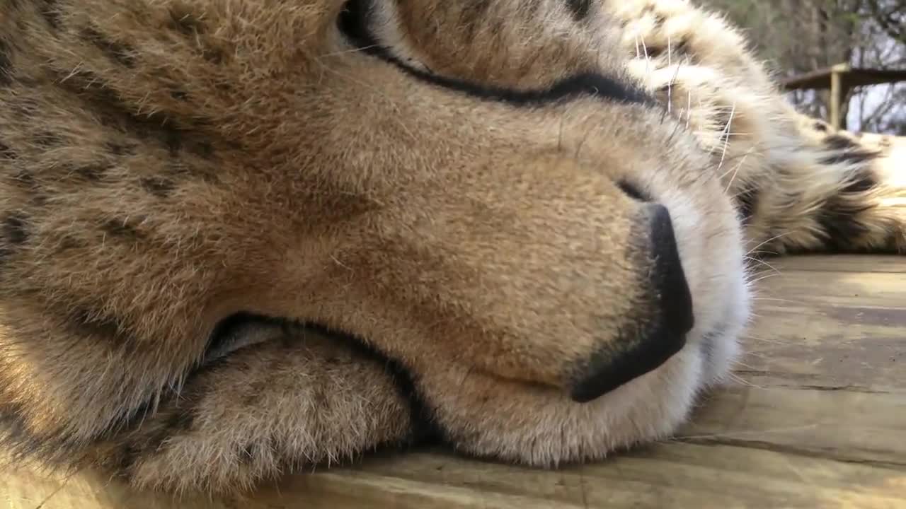 Petting Sithle on the head ☼