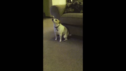 Dog scratching gif video