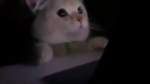 Funny cat video🤣dark knight cat