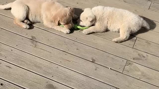 cute puppies playing with toys