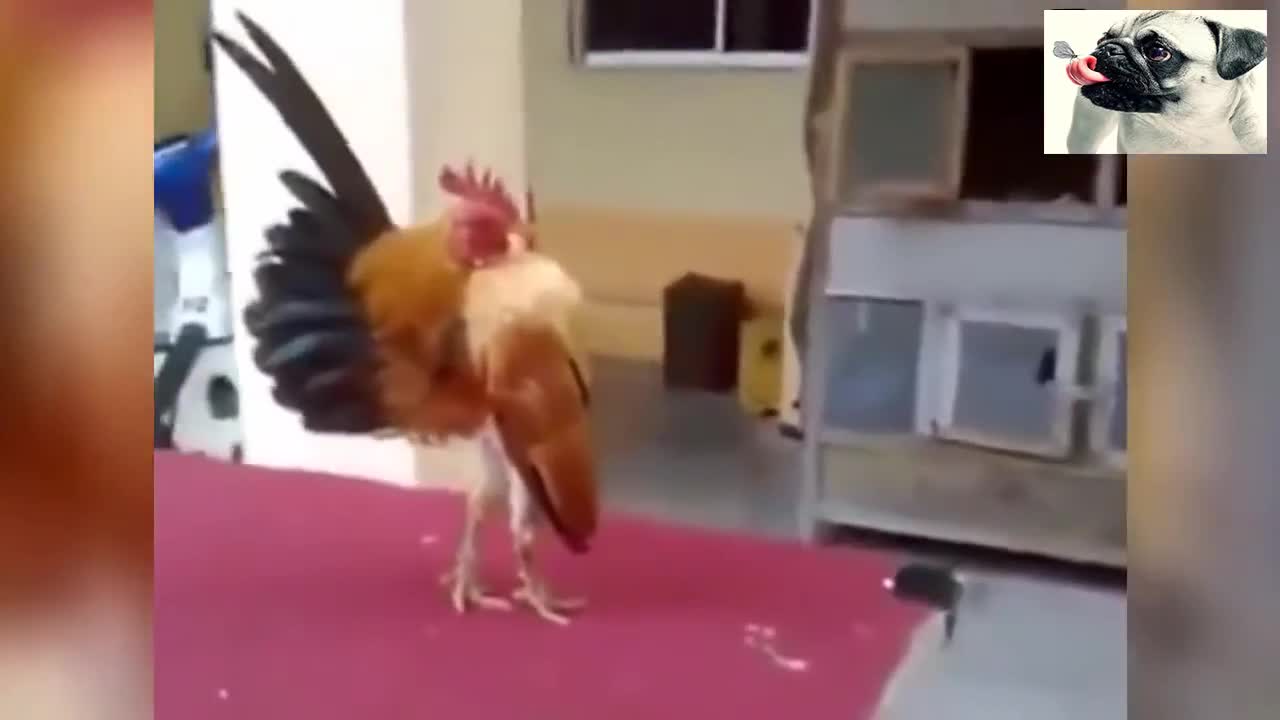 Revenge of the chickens <funnY>