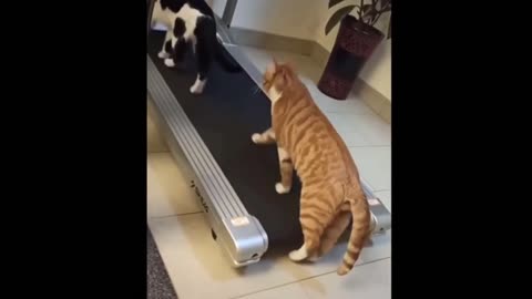 Funny cat videos 2021