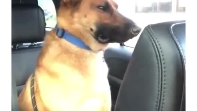 Funny Video Dog upset by the noise of the child