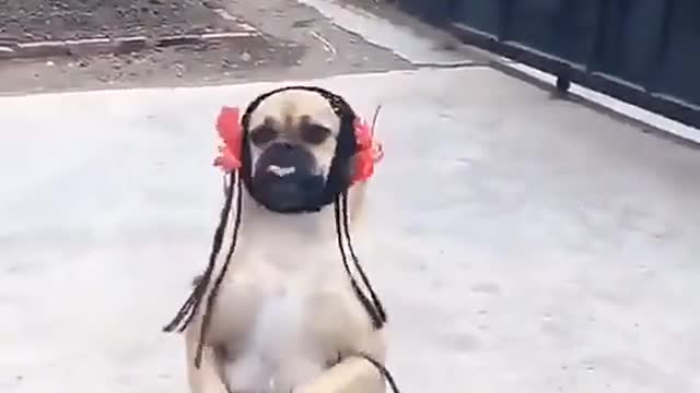 Akela na Bazar Jaya karo dog funny video