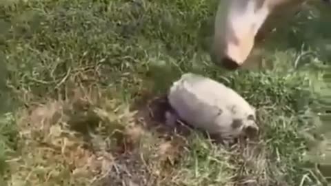 HORSE is frightened by turtle