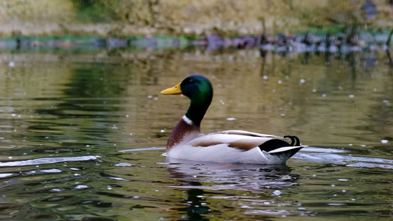 A Beautiful view of Duck in rever