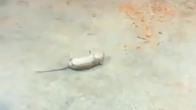 Rat VS Cat Rat Cheating Cat