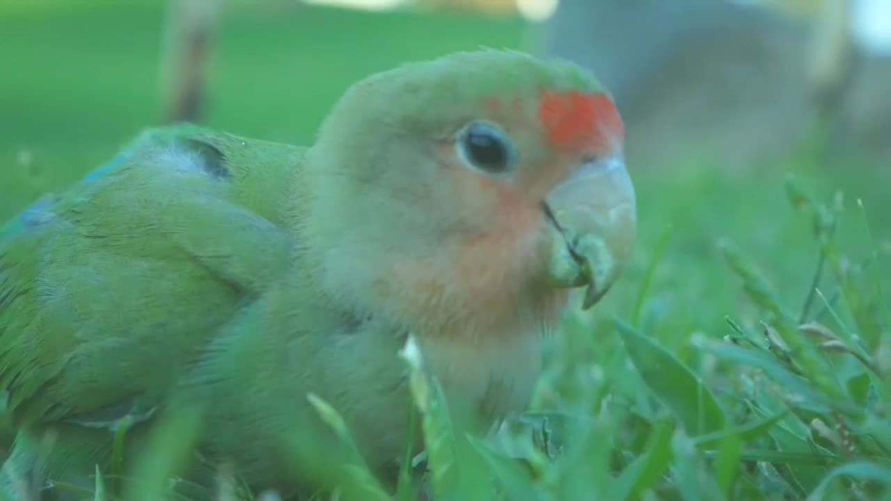 Baby Lorikeet parrot video 2021