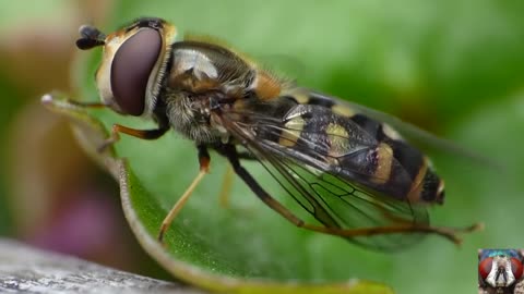 Capture The Moment Of Pooping Small Insects - Funny Animal Video