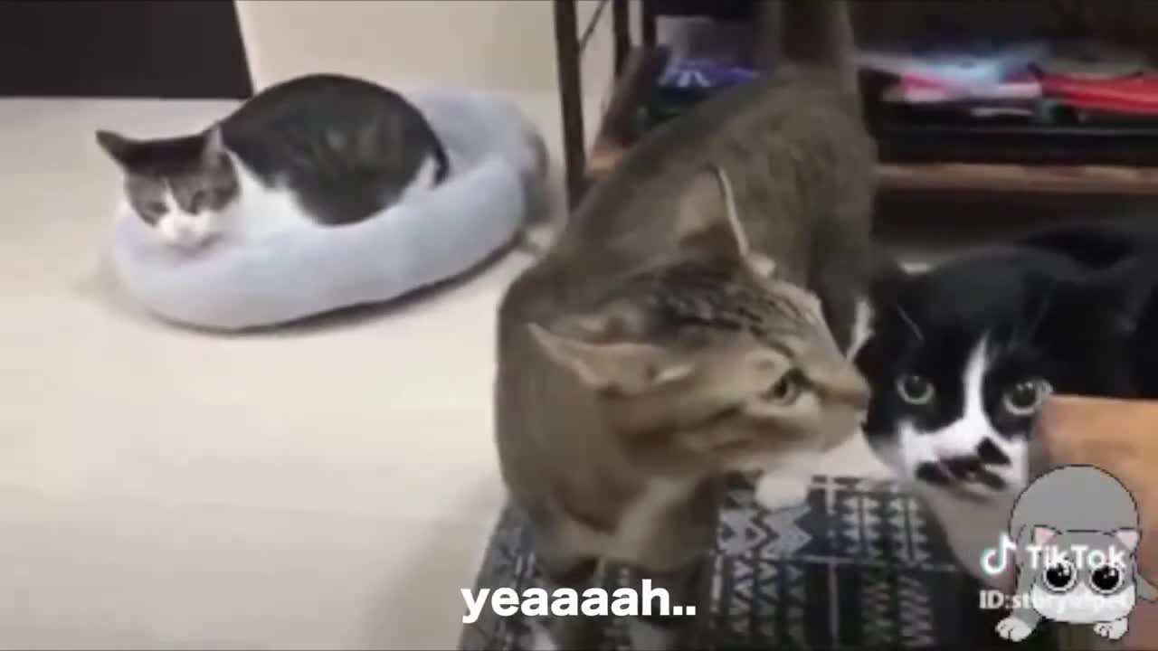Cats talking !! these cats can speak english better than