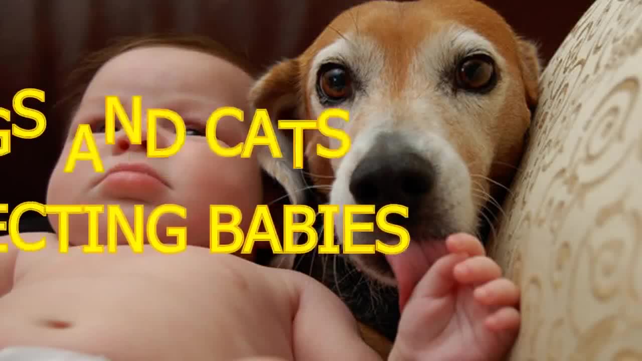 Cute Dogs And Cats Protecting Babies.