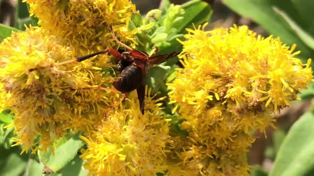 Metric Paper Wasp