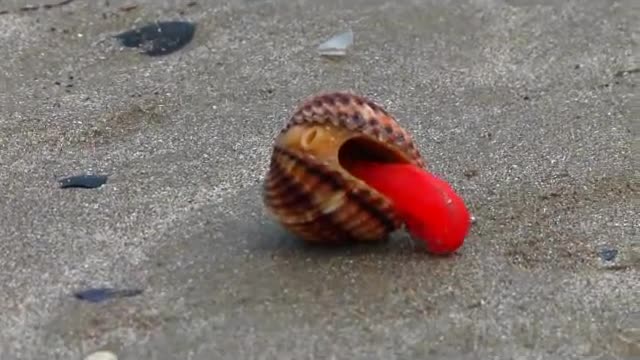 Adria - Seashell moving at the beach _ Muschel bewegt sich am Strand