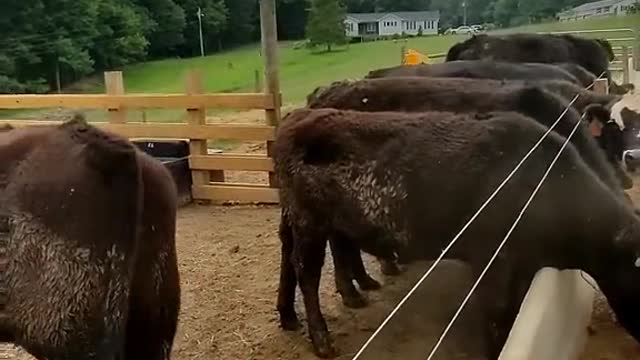 Littie pushing the steers off feed