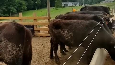 Littie pushing the steers off feed