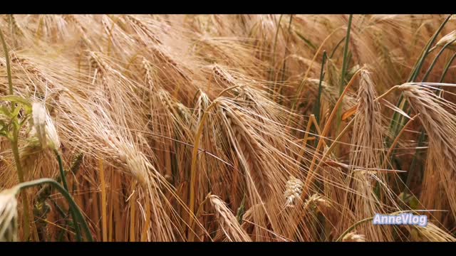 OATS FARMING