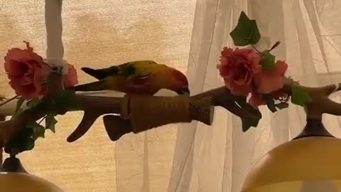 beautiful parrot indoors