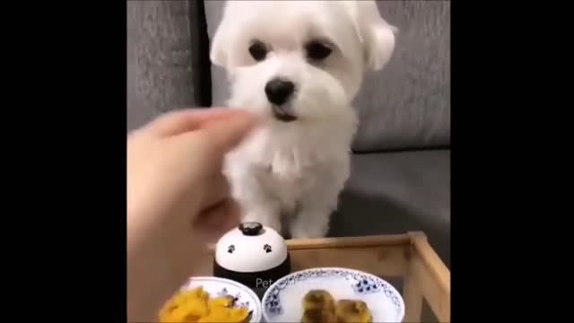 amazing and funny pet videos