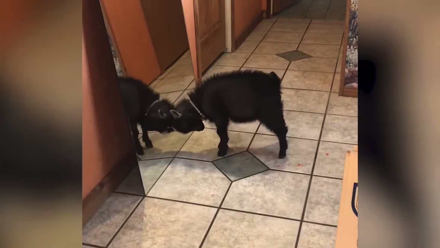 Hilarious attempts to fight himself