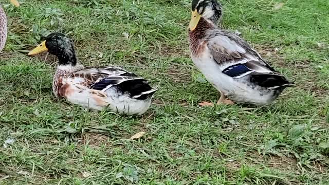 Silver Appleyard drakes and French Toulouse gander week 14