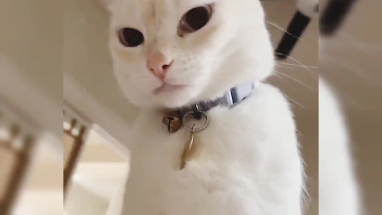 Funny animals - funny cats & dogs 🤣🤣