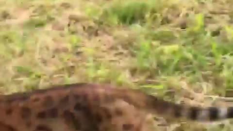 Small Lion Running !