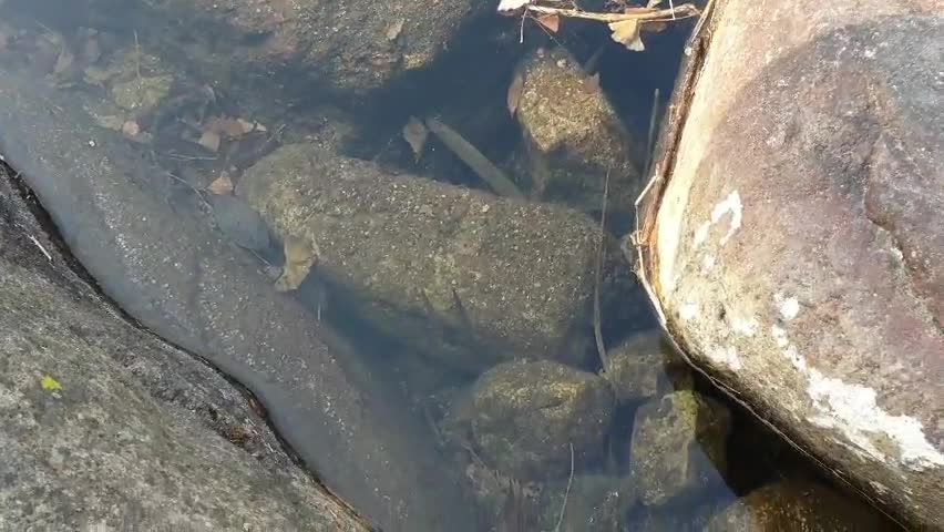 Fish in clear water