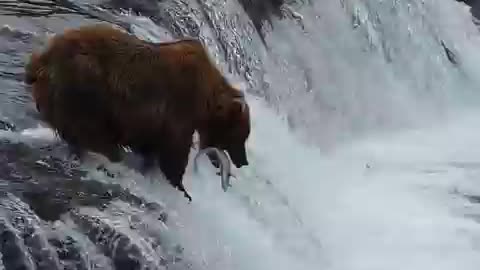 Bear fishing