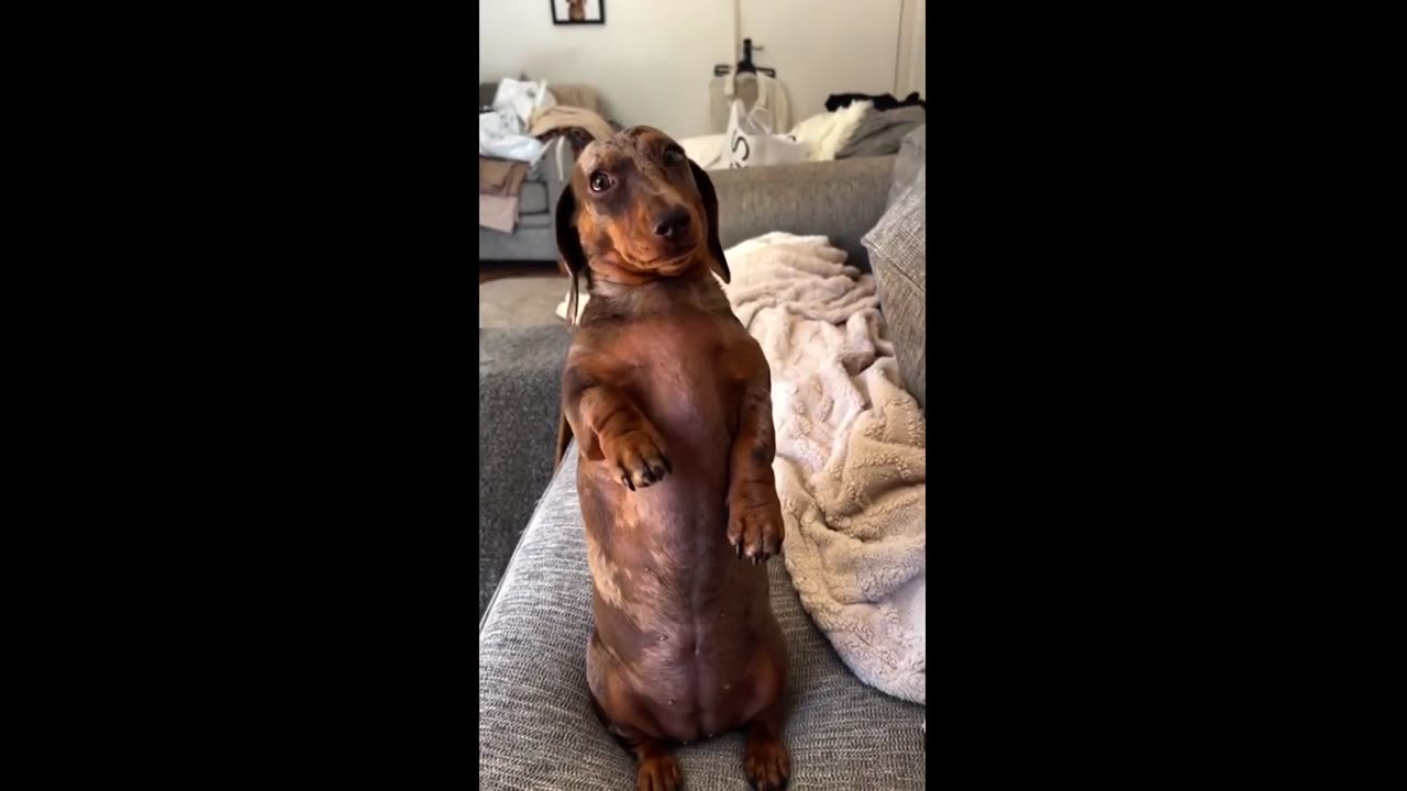 Sassy Dachshund shows his cute yet bold attitude #shorts