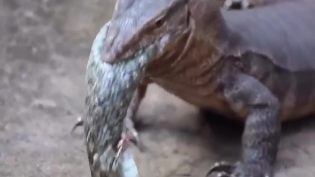 Aligator kill the snake.