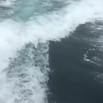 whale appears by surprise