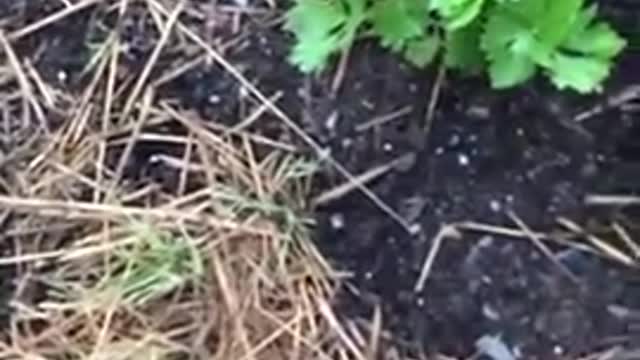 Let your weeds help you build soil.