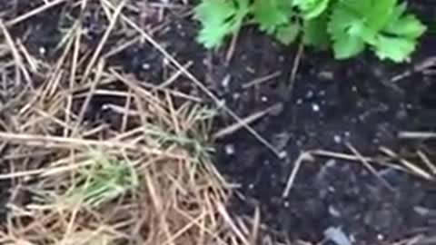 Let your weeds help you build soil.