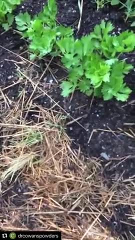 Let your weeds help you build soil.