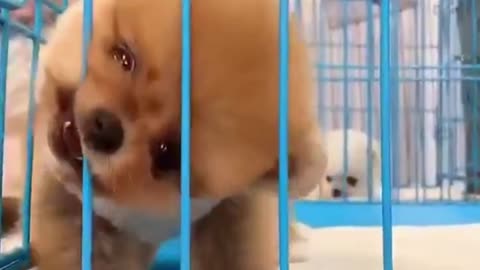 Naughty dog
