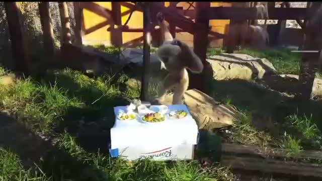 Cute Gibbons playing & cute cat playing