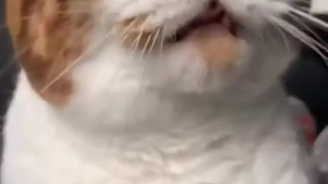 Funny cat