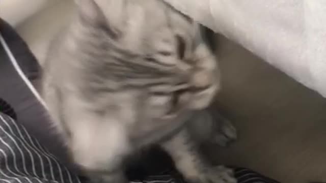 The cute cat is playing with the thread.