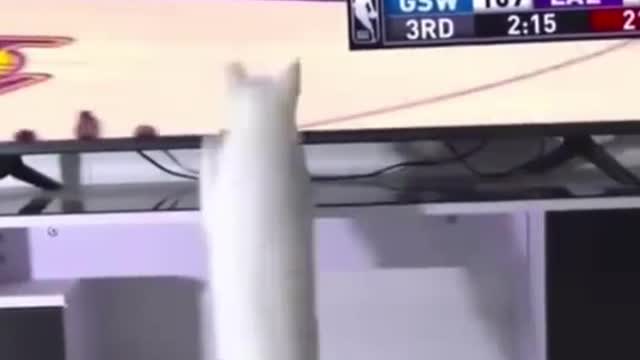 Funny cat participating in the sport