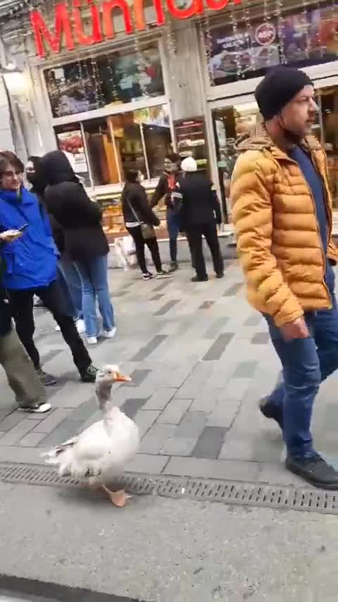 funny|prank|jokes|funny jokes|dad jokes|funny memes|funny video|fun|laughing|funny animal|knock