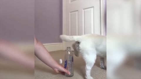 Dog trying to pee in the bottle - Funny Animals