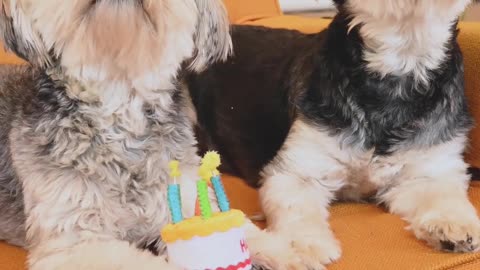 Cute dog puppy video