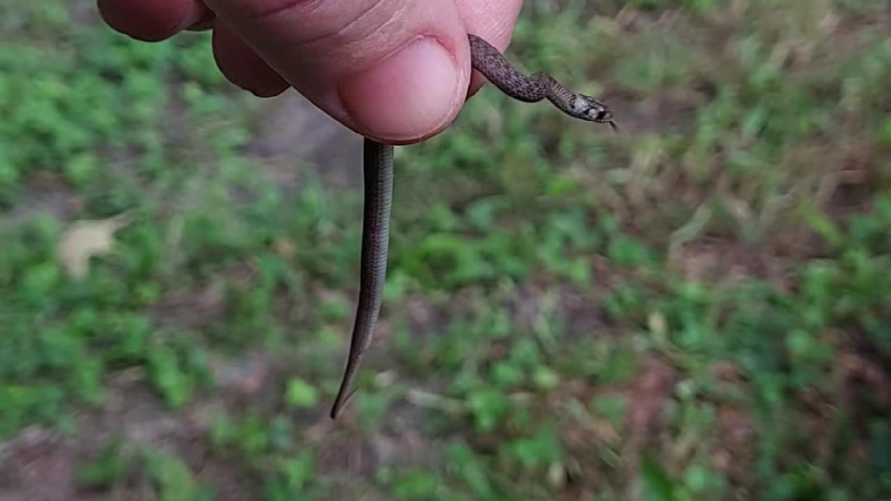 Northern ring-necked snake.