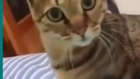 💞😆Cats and dogs fighting very funny