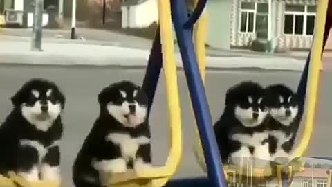 The dog swings on the swing