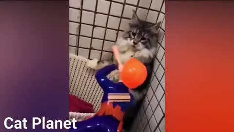 Funny + Crazy Cats Video Compilation 2021