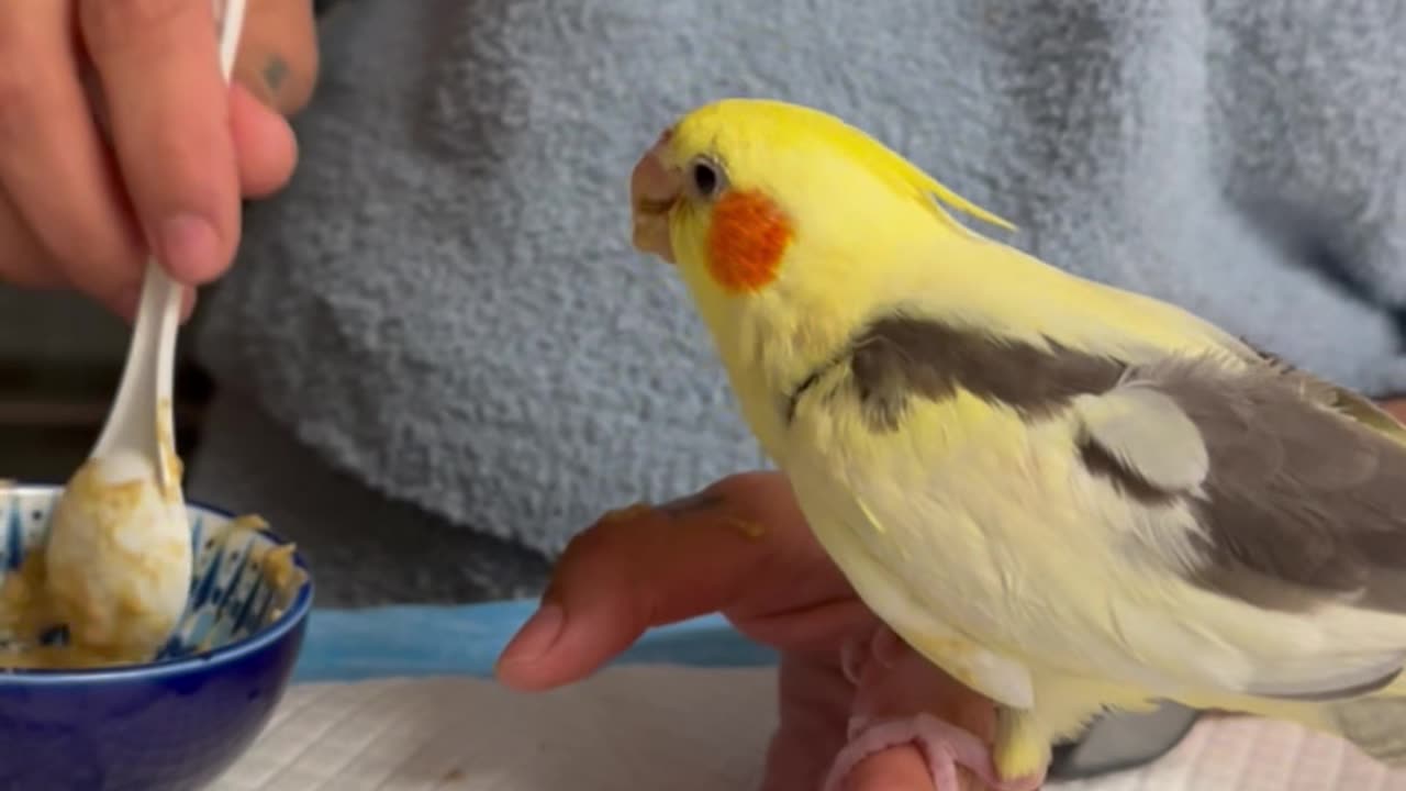 Hand-Feeding a Hungry Baby Cockatiel