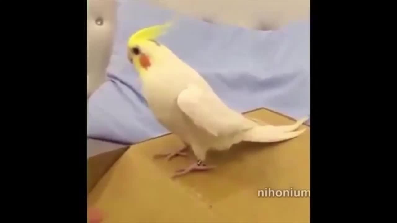 parrots doing what they do